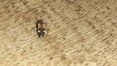 Rhyparochromidae