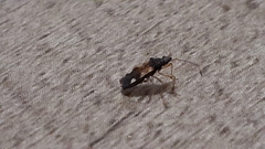 Rhyparochromidae