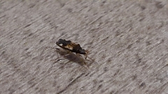 Rhyparochromidae