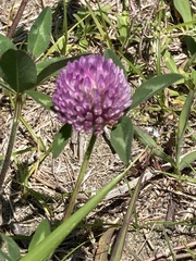 Trifolium pratense