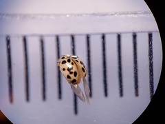 Psyllobora parvinotata