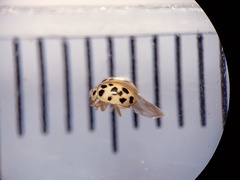 Psyllobora parvinotata