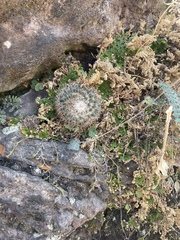 Mammillaria rhodantha