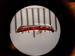 Nematidium filiforme