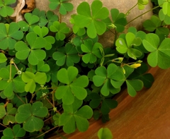 Oxalis corniculata