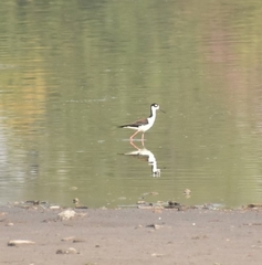 Himantopus mexicanus