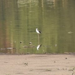 Himantopus mexicanus