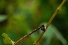 Mastophora