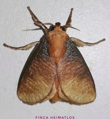 Ulamia sericea