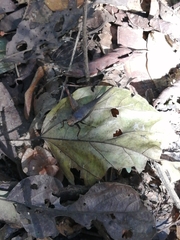 Eneoptera nigripedis