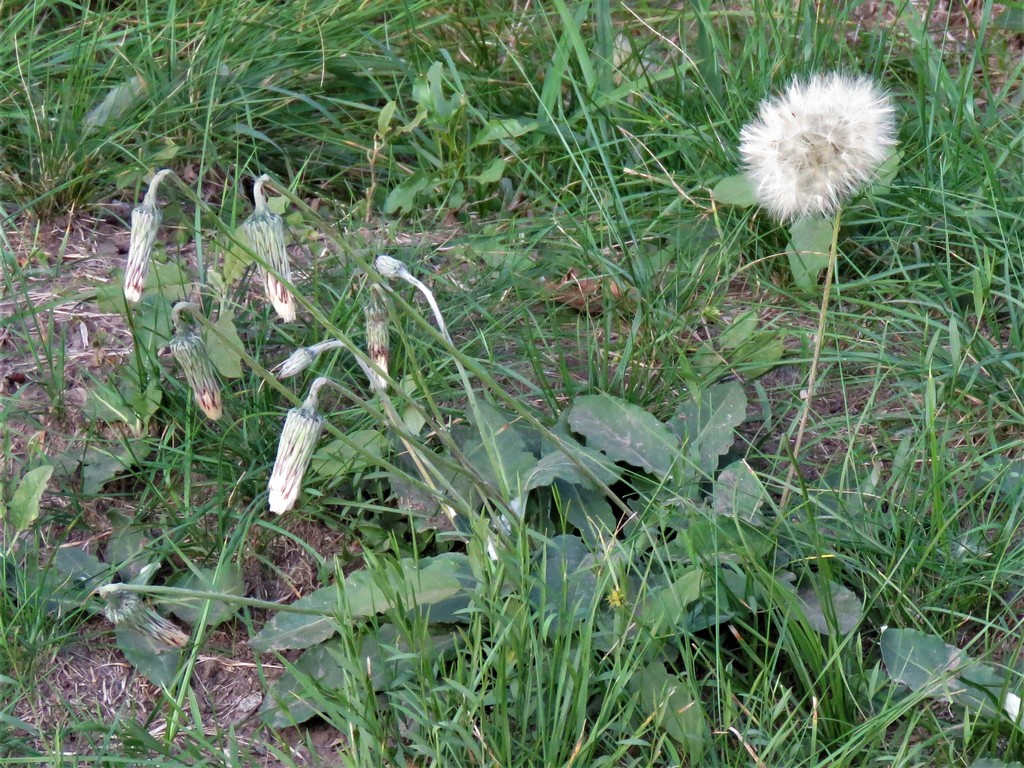 Chaptalia ignota