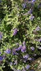 Salvia humboltiana