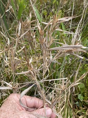 Dichanthelium scabriusculum