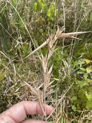 Dichanthelium scabriusculum