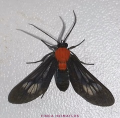 Saurita hilda