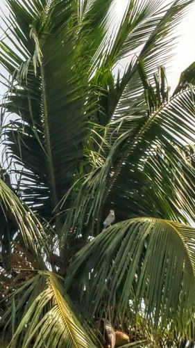 Tachyspiza badia
