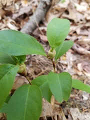 Contarinia cerasiserotinae