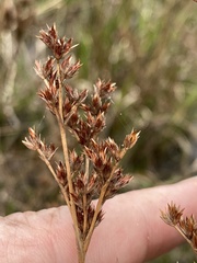 Juncus trigonocarpus