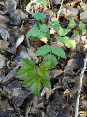 Aegopodium podagraria