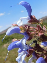 Salvia chamelaeagnea