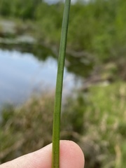 Juncus trigonocarpus
