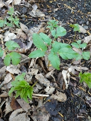 Aegopodium podagraria