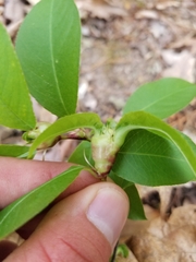Contarinia cerasiserotinae