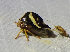 Smilia camelus