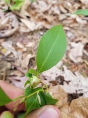 Contarinia cerasiserotinae