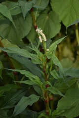 Persicaria