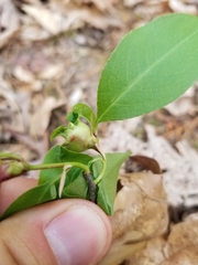 Contarinia cerasiserotinae