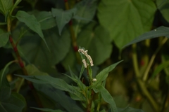 Persicaria
