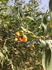 Cordia sinensis