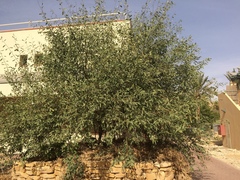 Cordia sinensis