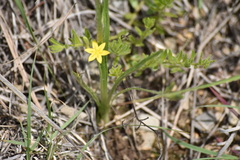 Hypoxis mexicana