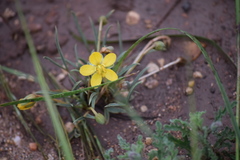 Senna pumilio