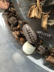 Armadillidium vulgare