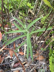 Eupatorium resinosum