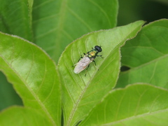 Prosopochrysa vitripennis