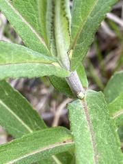 Eupatorium resinosum