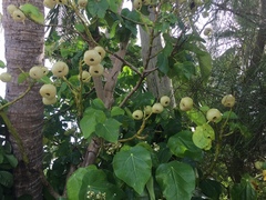 Hernandia nymphaeifolia