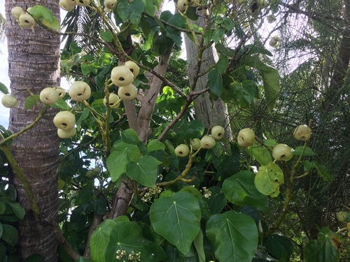 Hernandia nymphaeifolia