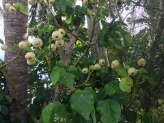 Hernandia nymphaeifolia