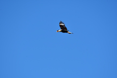 Caracara plancus