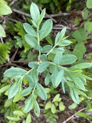 Kalmia cuneata
