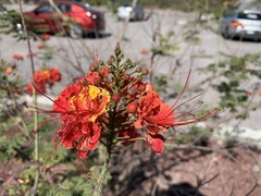 Caesalpinia pulcherrima