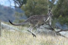 Eastern Grey Kangaroo photo 2