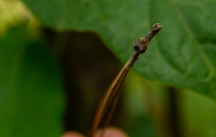 Mastophora
