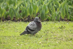 Columba livia domestica