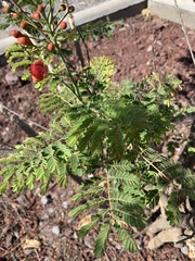 Caesalpinia pulcherrima